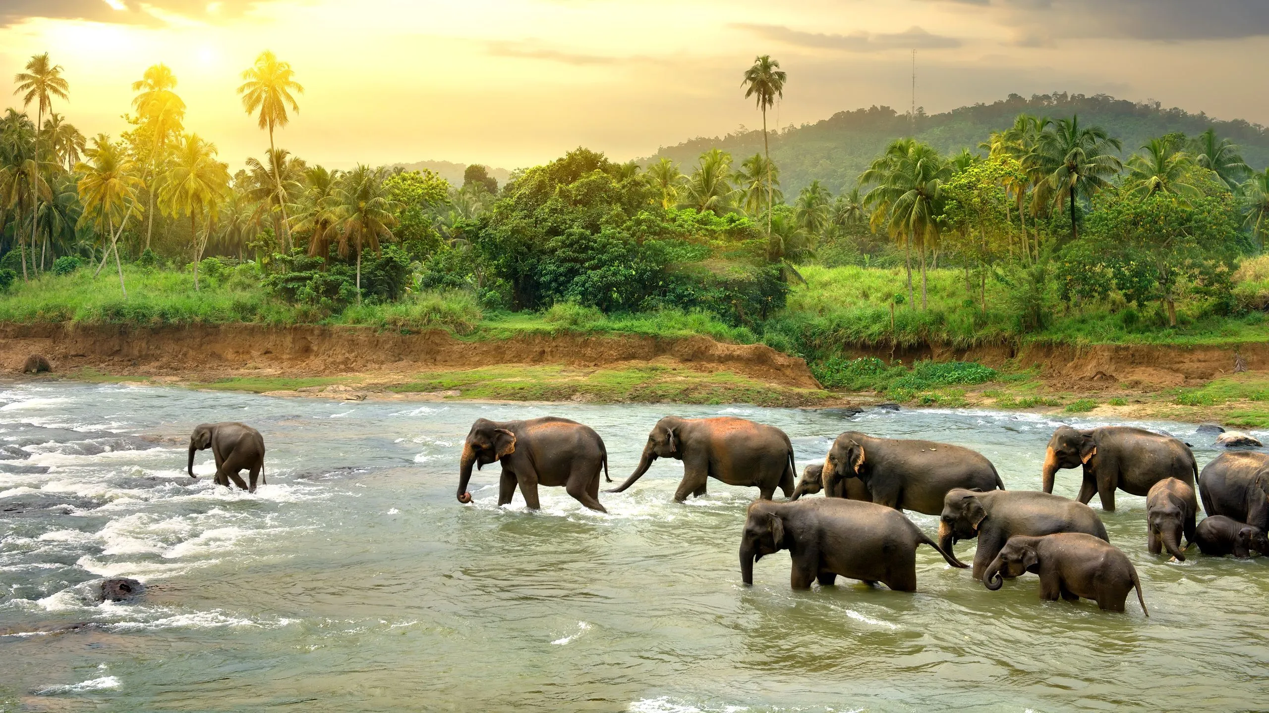 Sri Lanka Tour Offer